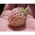 100 PCS Seeds White Strawberry The Hottest Fruits in Japan