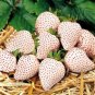 100 PCS Seeds White Strawberry The Hottest Fruits in Japan