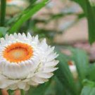 30 PCS Seeds White Strawflowers Helichrysum bracteatum