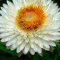 30 PCS Seeds White Strawflowers Helichrysum bracteatum
