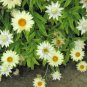 30 PCS Seeds White Strawflowers Helichrysum bracteatum