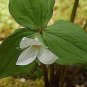50 PCS Seeds White Trillium Seeds Wildflower