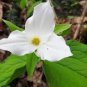 50 PCS Seeds White Trillium Seeds Wildflower