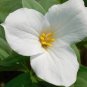 50 PCS Seeds White Trillium Seeds Wildflower