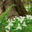 100 PCS Seeds White Trillium Wildflower