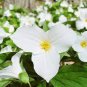 100 PCS Seeds White Trillium Wildflower