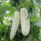 10 PCS Seeds White Ultra Rare Bitter Melon Bitter Gourd Beauty Winner