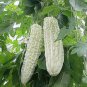 10 PCS Seeds White Ultra Rare Bitter Melon Bitter Gourd Beauty Winner