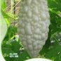 10 PCS Seeds White Ultra Rare Bitter Melon Bitter Gourd Beauty Winner