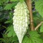 10 PCS Seeds White Ultra Rare Bitter Melon Bitter Gourd Beauty Winner