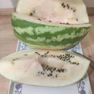 10 PCS Seeds White Watermelon Green Dark Green Skin White Inside Water Melon