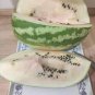 10 PCS Seeds White Watermelon Green Dark Green Skin White Inside Water Melon