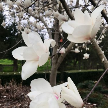 10 PCS Seeds White Yulan Magnolia Tree