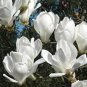 10 PCS Seeds White Yulan Magnolia Tree