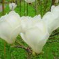 10 PCS Seeds White Yulan Magnolia Tree