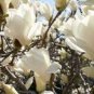 10 PCS Seeds White Yulan Magnolia Tree