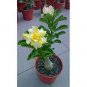 6 PCS Seeds Whitish Yellow Adenium Big Blooms Bonsai Flowers
