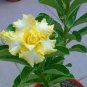 6 PCS Seeds Whitish Yellow Adenium Big Blooms Bonsai Flowers