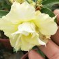 6 PCS Seeds Whitish Yellow Adenium Big Blooms Bonsai Flowers