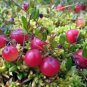 20 PCS Seeds Wild Cranberry Vaccinium Macrocarpon Bearberry Fruit
