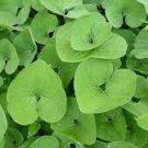 100 PCS Seeds Wild Ginger
