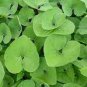 100 PCS Seeds Wild Ginger