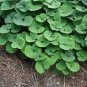 100 PCS Seeds Wild Ginger