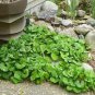 100 PCS Seeds Wild Ginger