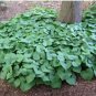 100 PCS Seeds Wild Ginger