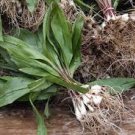 100 PCS Seeds Wild Leek Seeds (Allium tricoccum) Perennial Vegetables 100 PCS Seeds Wild Leek Seeds (Allium tricoccum) Perennial Vegetables