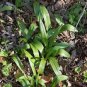 100 PCS Seeds Wild Leek Seeds (Allium tricoccum) Perennial Vegetables