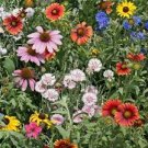 400 PCS Seeds Wildflower Seeds Perennial long-lived fast growing attractive impressive 400 PCS Seeds Wildflower Seeds Perennial long-lived fast growing attractive impressive