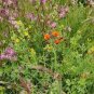 400 PCS Seeds Wildflower Seeds Perennial long-lived fast growing attractive impressive