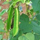 4 PCS Seeds Winged Bean Perennial Rare Pea Health Vegetable Bonsai 4 PCS Seeds Winged Bean Perennial Rare Pea Health Vegetable Bonsai