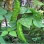 4 PCS Seeds Winged Bean Perennial Rare Pea Health Vegetable Bonsai