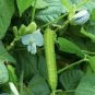 4 PCS Seeds Winged Bean Perennial Rare Pea Health Vegetable Bonsai