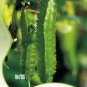 4 PCS Seeds Winged Bean Perennial Rare Pea Health Vegetable Bonsai