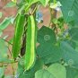 3 PCS Seeds Winged Bean Seeds, Original Pack Chinese Asparagus Pea Vegetables