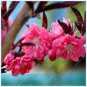 30 PCS Seeds Winter Sweet Prunus Mume Tree Red Plum Blossom La Mei
