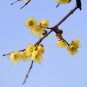 60 PCS Seeds Winter Sweet Prunus Mume Tree Semente Plant Yellow Plum Blossom La Mei