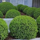 50 PCS Seeds Wintergreen Boxwood Heirloom Perennial Ornamental Shrubs