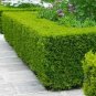 50 PCS Seeds Wintergreen Boxwood Heirloom Perennial Ornamental Shrubs