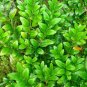 50 PCS Seeds Wintergreen Boxwood Heirloom Perennial Ornamental Shrubs