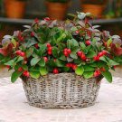 100 PCS Seeds Wintergreen Creeping Gaultheria Procumbens 100 PCS Seeds Wintergreen Creeping Gaultheria Procumbens