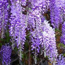 10 PCS Seeds Wisteria