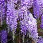 10 PCS Seeds Wisteria