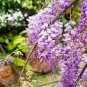 10 PCS Seeds Wisteria