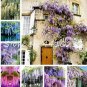 10 PCS Seeds Wisteria