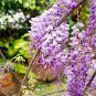 10 PCS Seeds Wisteria Flower Seeds Light Green Color