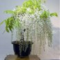 10 PCS Seeds Wisteria Flower Seeds Light Green Color